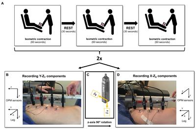 Muscle Fatigue Revisited – Insights From Optically Pumped Magnetometers
